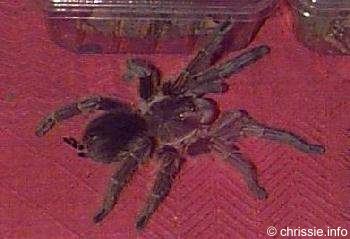 Speedy (l�uft manchmal im Wohnzimmer herum)